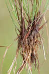 Epiphytic flatsedge